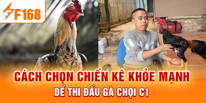 Cách chọn chiến kê khỏe mạnh để thi đấu gà chọi C1