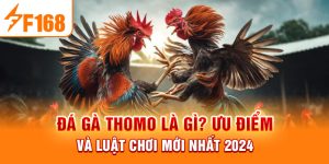 Đá Gà Thomo Là Gì? Ưu Điểm Và Luật Chơi Mới Nhất 2024