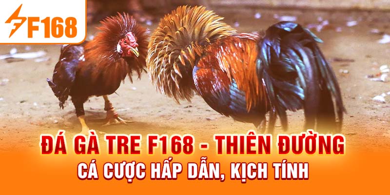 Đá Gà Tre F168 - Thiên Đường Cá Cược Hấp Dẫn, Kịch Tính