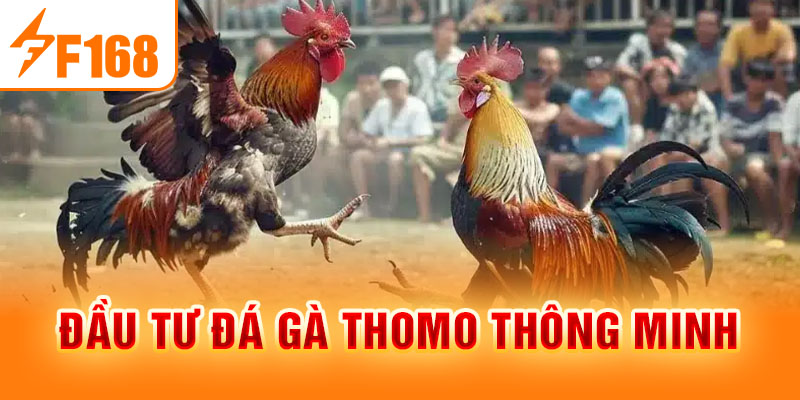 Đầu tư đá gà Thomo thông minh