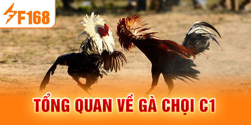 Tổng quan về gà chọi C1